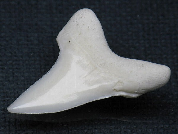 PB012-10サメの歯（アオザメ Ｌ）30mm (5622934044824)