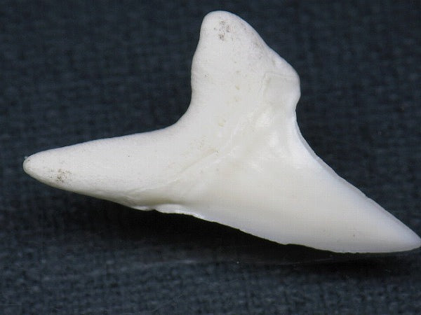 PB012-11サメの歯（アオザメ Ｌ）33mm (5622934208664)