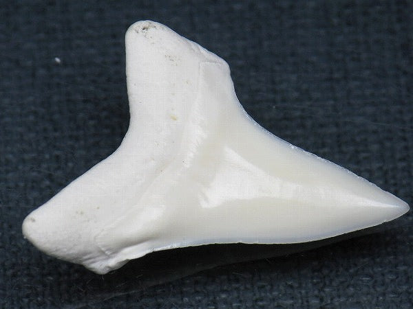 PB012-12サメの歯（アオザメ Ｌ）31mm (5622934372504)