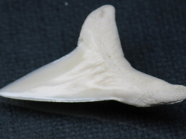 PB012-13サメの歯（アオザメ Ｌ）36mm (5622934503576)