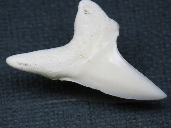 PB012-14サメの歯（アオザメ Ｌ）33mm (5622934569112)
