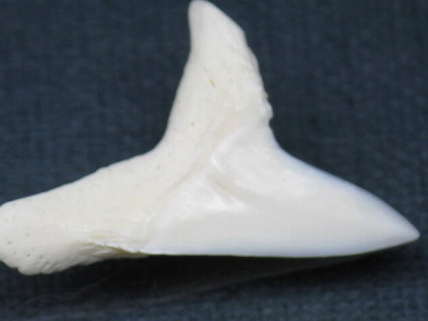 PB012-16サメの歯（アオザメ Ｌ）35mm (5622934929560)