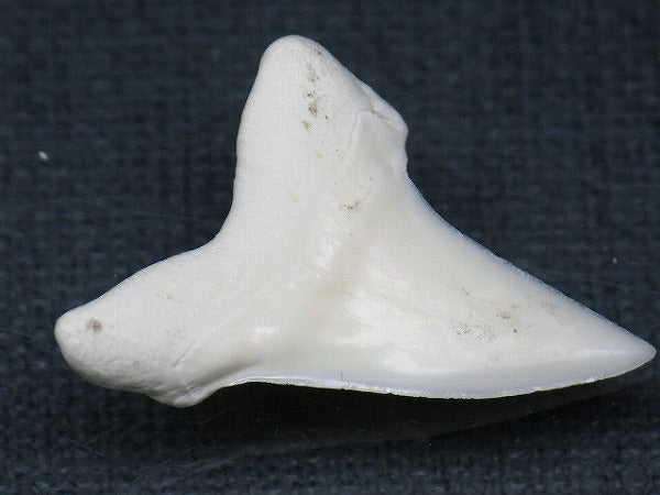 PB012-17サメの歯（アオザメ Ｌ）30mm (5622934995096)