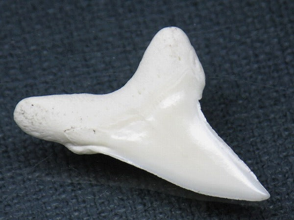 PB012-18サメの歯（アオザメ Ｌ）30mm (5622935126168)