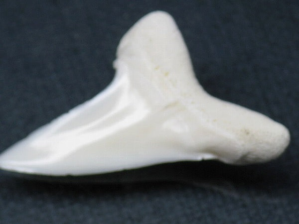 PB012-19サメの歯（アオザメ Ｌ）35mm (5622935224472)