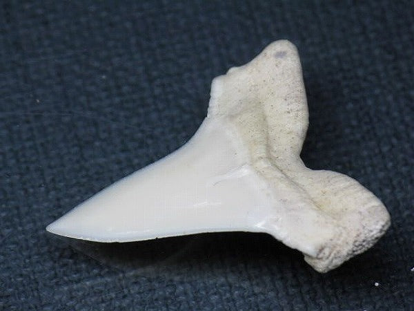 PB012-20サメの歯（アオザメ Ｌ）32mm (5622935355544)
