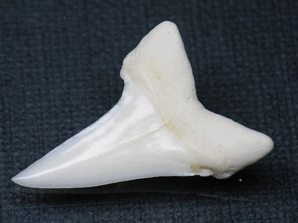 PB012-21サメの歯（アオザメ Ｌ）33mm (5622935453848)
