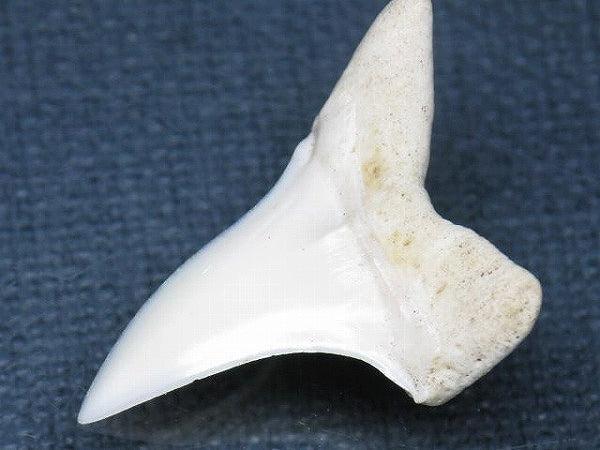 PB012-22サメの歯（アオザメ Ｌ）30mm (5622935584920)