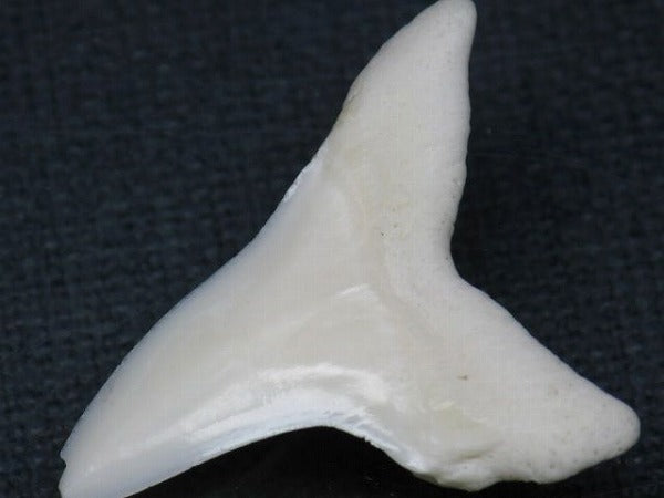PB012-57サメの歯（アオザメ Ｌ）33mm (5622935683224)