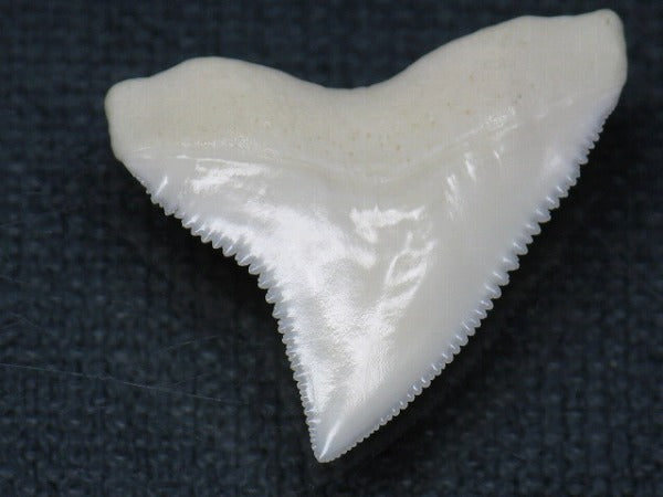 TOKO-BEADS PB015-01 Shark Tooth(Bull Shark L) 26mm PB015-01 サメの歯（オオメジロザメ Ｌ） 26mm Asian bead & African bead  Handmade,Lampeork,bead,asia,india,ethnic,parts,accessory,beads とんぼ玉,ビーズ,トンボ玉,アジア,インド,エスニック,手作り,パーツ,アクセサリー