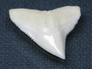 TOKO-BEADS PB015-01 Shark Tooth(Bull Shark L) 26mm PB015-01 サメの歯（オオメジロザメ Ｌ） 26mm Asian bead & African bead  Handmade,Lampeork,bead,asia,india,ethnic,parts,accessory,beads とんぼ玉,ビーズ,トンボ玉,アジア,インド,エスニック,手作り,パーツ,アクセサリー