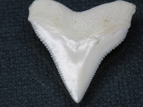 TOKO-BEADS PB015-02 Shark Tooth(Bull Shark L) 26mm PB015-02 サメの歯（オオメジロザメ Ｌ） 26mm Asian bead & African bead  Handmade,Lampeork,bead,asia,india,ethnic,parts,accessory,beads とんぼ玉,ビーズ,トンボ玉,アジア,インド,エスニック,手作り,パーツ,アクセサリー
