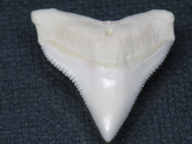 TOKO-BEADS PB015-02 Shark Tooth(Bull Shark L) 26mm PB015-02 サメの歯（オオメジロザメ Ｌ） 26mm Asian bead & African bead  Handmade,Lampeork,bead,asia,india,ethnic,parts,accessory,beads とんぼ玉,ビーズ,トンボ玉,アジア,インド,エスニック,手作り,パーツ,アクセサリー
