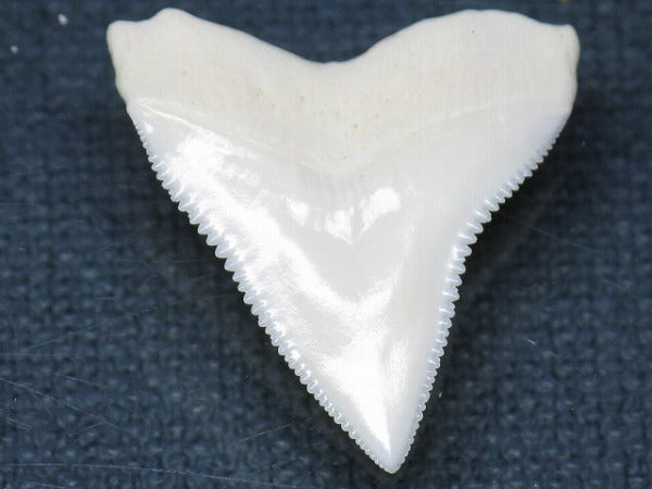 PB015-03サメの歯（オオメジロザメ Ｌ）27mm (5622936273048)