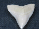 TOKO-BEADS PB015-03 Shark Tooth(Bull Shark L) 27mm PB015-03 サメの歯（オオメジロザメ Ｌ） 27mm Asian bead & African bead  Handmade,Lampeork,bead,asia,india,ethnic,parts,accessory,beads とんぼ玉,ビーズ,トンボ玉,アジア,インド,エスニック,手作り,パーツ,アクセサリー