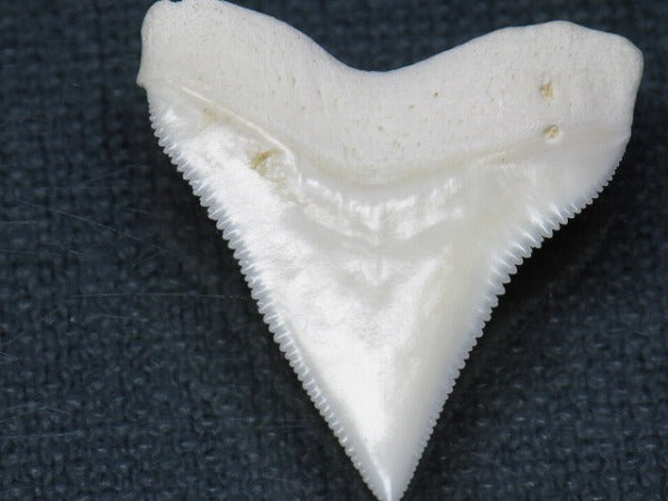 TOKO-BEADS PB015-04 Shark Tooth(Bull Shark L) 28mm PB015-04 サメの歯（オオメジロザメ Ｌ） 28mm Asian bead & African bead  Handmade,Lampeork,bead,asia,india,ethnic,parts,accessory,beads とんぼ玉,ビーズ,トンボ玉,アジア,インド,エスニック,手作り,パーツ,アクセサリー