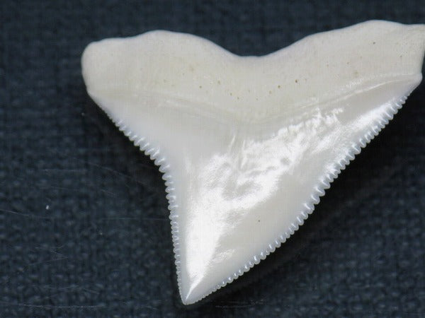 TOKO-BEADS PB015-05 Shark Tooth(Bull Shark L) 28mm PB015-05 サメの歯（オオメジロザメ Ｌ） 28mm Asian bead & African bead  Handmade,Lampeork,bead,asia,india,ethnic,parts,accessory,beads とんぼ玉,ビーズ,トンボ玉,アジア,インド,エスニック,手作り,パーツ,アクセサリー
