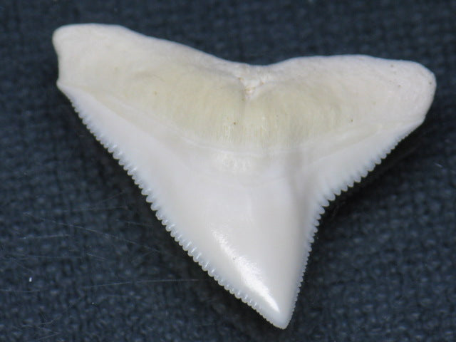 TOKO-BEADS PB015-05 Shark Tooth(Bull Shark L) 28mm PB015-05 サメの歯（オオメジロザメ Ｌ） 28mm Asian bead & African bead  Handmade,Lampeork,bead,asia,india,ethnic,parts,accessory,beads とんぼ玉,ビーズ,トンボ玉,アジア,インド,エスニック,手作り,パーツ,アクセサリー