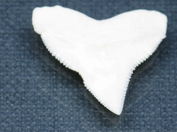 PB015-06サメの歯（オオメジロザメ Ｌ）27mm (5622936928408)