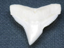 TOKO-BEADS PB015-06 Shark Tooth(Bull Shark L) 27mm PB015-06 サメの歯（オオメジロザメ Ｌ） 27mm Asian bead & African bead  Handmade,Lampeork,bead,asia,india,ethnic,parts,accessory,beads とんぼ玉,ビーズ,トンボ玉,アジア,インド,エスニック,手作り,パーツ,アクセサリー
