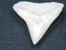 TOKO-BEADS PB015-07 Shark Tooth(Bull Shark L) 25mm PB015-07 サメの歯（オオメジロザメ Ｌ） 25mm Asian bead & African bead  Handmade,Lampeork,bead,asia,india,ethnic,parts,accessory,beads とんぼ玉,ビーズ,トンボ玉,アジア,インド,エスニック,手作り,パーツ,アクセサリー