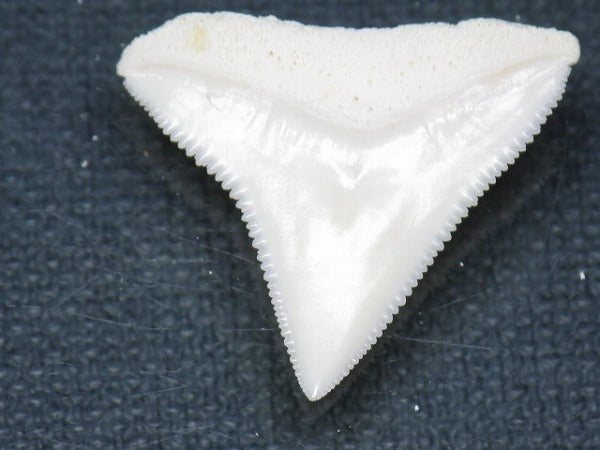 PB015-07サメの歯（オオメジロザメ Ｌ）25mm (5622937026712)