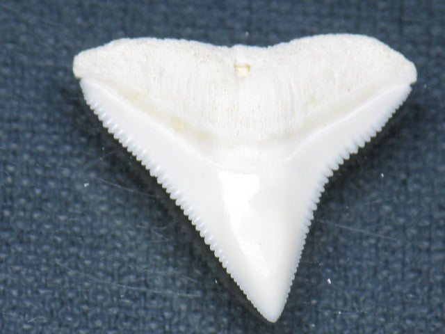TOKO-BEADS PB015-07 Shark Tooth(Bull Shark L) 25mm PB015-07 サメの歯（オオメジロザメ Ｌ） 25mm Asian bead & African bead  Handmade,Lampeork,bead,asia,india,ethnic,parts,accessory,beads とんぼ玉,ビーズ,トンボ玉,アジア,インド,エスニック,手作り,パーツ,アクセサリー