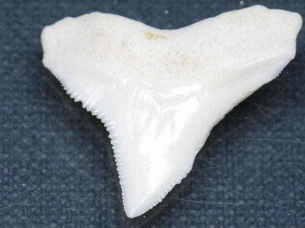 TOKO-BEADS PB015-08 Shark Tooth(Bull Shark L) 28mm PB015-08 サメの歯（オオメジロザメ Ｌ） 28mm Asian bead & African bead  Handmade,Lampeork,bead,asia,india,ethnic,parts,accessory,beads とんぼ玉,ビーズ,トンボ玉,アジア,インド,エスニック,手作り,パーツ,アクセサリー