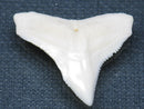 TOKO-BEADS PB015-08 Shark Tooth(Bull Shark L) 28mm PB015-08 サメの歯（オオメジロザメ Ｌ） 28mm Asian bead & African bead  Handmade,Lampeork,bead,asia,india,ethnic,parts,accessory,beads とんぼ玉,ビーズ,トンボ玉,アジア,インド,エスニック,手作り,パーツ,アクセサリー