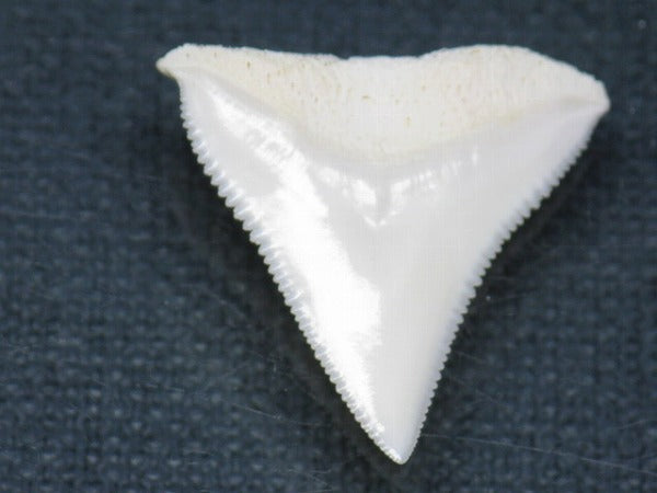 TOKO-BEADS PB015-09 Shark Tooth(Bull Shark L) 24mm PB015-09 サメの歯（オオメジロザメ Ｌ） 24mm Asian bead & African bead  Handmade,Lampeork,bead,asia,india,ethnic,parts,accessory,beads とんぼ玉,ビーズ,トンボ玉,アジア,インド,エスニック,手作り,パーツ,アクセサリー