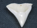TOKO-BEADS PB015-09 Shark Tooth(Bull Shark L) 24mm PB015-09 サメの歯（オオメジロザメ Ｌ） 24mm Asian bead & African bead  Handmade,Lampeork,bead,asia,india,ethnic,parts,accessory,beads とんぼ玉,ビーズ,トンボ玉,アジア,インド,エスニック,手作り,パーツ,アクセサリー