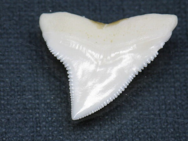 TOKO-BEADS PB015-10 Shark Tooth(Bull Shark L) 26mm PB015-10 サメの歯（オオメジロザメ Ｌ） 26mm Asian bead & African bead  Handmade,Lampeork,bead,asia,india,ethnic,parts,accessory,beads とんぼ玉,ビーズ,トンボ玉,アジア,インド,エスニック,手作り,パーツ,アクセサリー