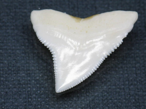 PB015-10サメの歯（オオメジロザメ Ｌ）26mm (5622937387160)
