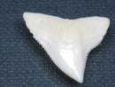 TOKO-BEADS PB015-10 Shark Tooth(Bull Shark L) 26mm PB015-10 サメの歯（オオメジロザメ Ｌ） 26mm Asian bead & African bead  Handmade,Lampeork,bead,asia,india,ethnic,parts,accessory,beads とんぼ玉,ビーズ,トンボ玉,アジア,インド,エスニック,手作り,パーツ,アクセサリー