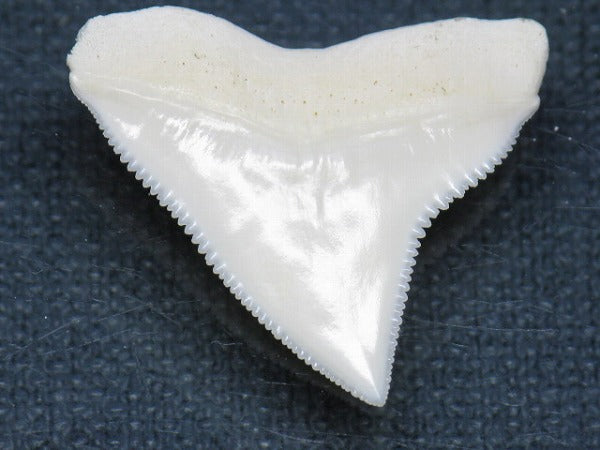 PB015-11サメの歯（オオメジロザメ Ｌ）26mm (5622937551000)