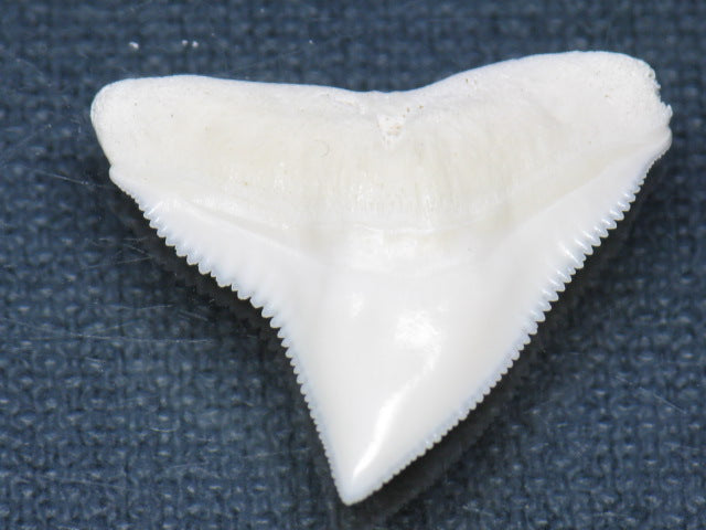 TOKO-BEADS PB015-11 Shark Tooth(Bull Shark L) 26mm PB015-11 サメの歯（オオメジロザメ Ｌ） 26mm Asian bead & African bead  Handmade,Lampeork,bead,asia,india,ethnic,parts,accessory,beads とんぼ玉,ビーズ,トンボ玉,アジア,インド,エスニック,手作り,パーツ,アクセサリー