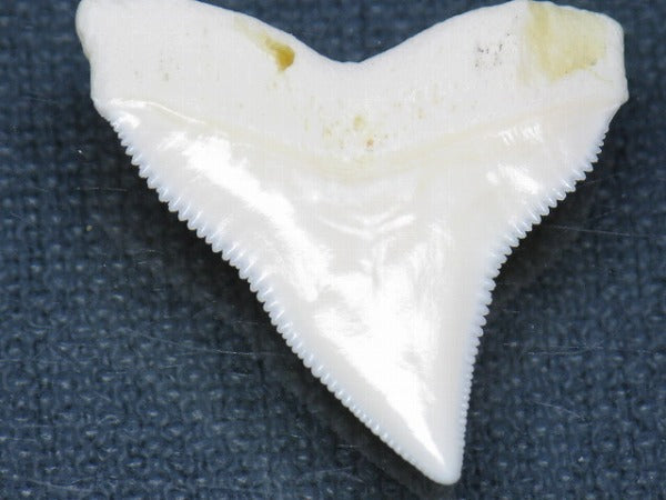 TOKO-BEADS PB015-12 Shark Tooth(Bull Shark L) 29mm PB015-12 サメの歯（オオメジロザメ Ｌ） 29mm Asian bead & African bead  Handmade,Lampeork,bead,asia,india,ethnic,parts,accessory,beads とんぼ玉,ビーズ,トンボ玉,アジア,インド,エスニック,手作り,パーツ,アクセサリー