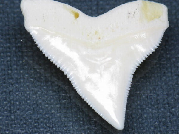 PB015-12サメの歯（オオメジロザメ Ｌ）29mm (5622937714840)