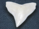 TOKO-BEADS PB015-12 Shark Tooth(Bull Shark L) 29mm PB015-12 サメの歯（オオメジロザメ Ｌ） 29mm Asian bead & African bead  Handmade,Lampeork,bead,asia,india,ethnic,parts,accessory,beads とんぼ玉,ビーズ,トンボ玉,アジア,インド,エスニック,手作り,パーツ,アクセサリー