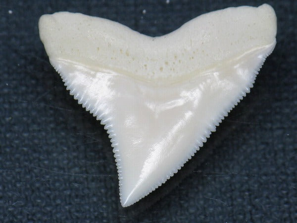 PB015-13サメの歯（オオメジロザメ Ｌ）26mm (5622937813144)