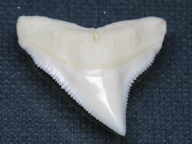 TOKO-BEADS PB015-13 Shark Tooth(Bull Shark L) 26mm PB015-13 サメの歯（オオメジロザメ Ｌ） 26mm Asian bead & African bead  Handmade,Lampeork,bead,asia,india,ethnic,parts,accessory,beads とんぼ玉,ビーズ,トンボ玉,アジア,インド,エスニック,手作り,パーツ,アクセサリー