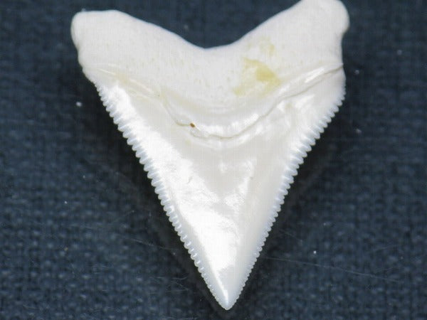 TOKO-BEADS PB015-14 Shark Tooth(Bull Shark L) 26mm PB015-14 サメの歯（オオメジロザメ Ｌ） 26mm Asian bead & African bead  Handmade,Lampeork,bead,asia,india,ethnic,parts,accessory,beads とんぼ玉,ビーズ,トンボ玉,アジア,インド,エスニック,手作り,パーツ,アクセサリー