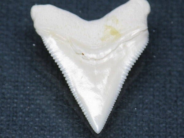 PB015-14サメの歯（オオメジロザメ Ｌ）26mm (5622937911448)