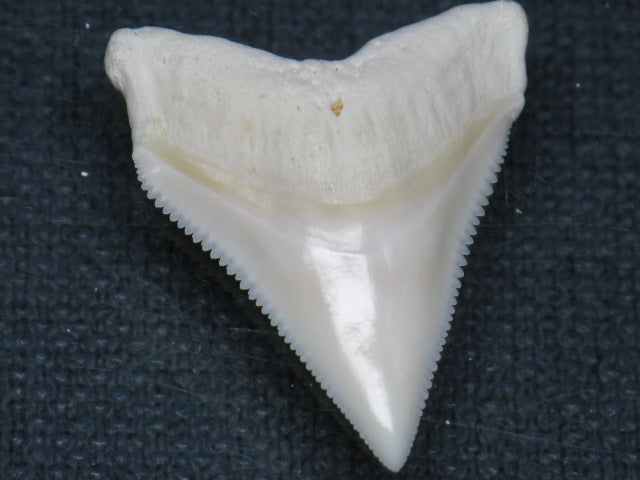 TOKO-BEADS PB015-14 Shark Tooth(Bull Shark L) 26mm PB015-14 サメの歯（オオメジロザメ Ｌ） 26mm Asian bead & African bead  Handmade,Lampeork,bead,asia,india,ethnic,parts,accessory,beads とんぼ玉,ビーズ,トンボ玉,アジア,インド,エスニック,手作り,パーツ,アクセサリー