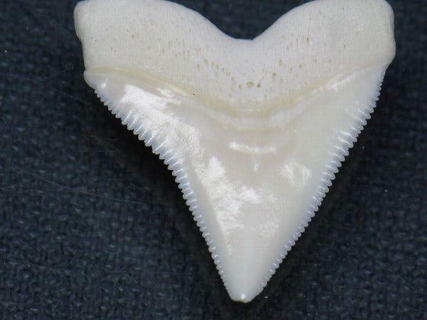 TOKO-BEADS PB015-15 Shark Tooth(Bull Shark L) 27mm PB015-15 サメの歯（オオメジロザメ Ｌ） 27mm Asian bead & African bead  Handmade,Lampeork,bead,asia,india,ethnic,parts,accessory,beads とんぼ玉,ビーズ,トンボ玉,アジア,インド,エスニック,手作り,パーツ,アクセサリー
