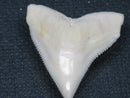 TOKO-BEADS PB015-15 Shark Tooth(Bull Shark L) 27mm PB015-15 サメの歯（オオメジロザメ Ｌ） 27mm Asian bead & African bead  Handmade,Lampeork,bead,asia,india,ethnic,parts,accessory,beads とんぼ玉,ビーズ,トンボ玉,アジア,インド,エスニック,手作り,パーツ,アクセサリー