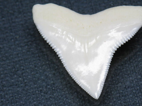 TOKO-BEADS PB015-16 Shark Tooth(Bull Shark L) 28mm PB015-16 サメの歯（オオメジロザメ Ｌ） 28mm Asian bead & African bead  Handmade,Lampeork,bead,asia,india,ethnic,parts,accessory,beads とんぼ玉,ビーズ,トンボ玉,アジア,インド,エスニック,手作り,パーツ,アクセサリー
