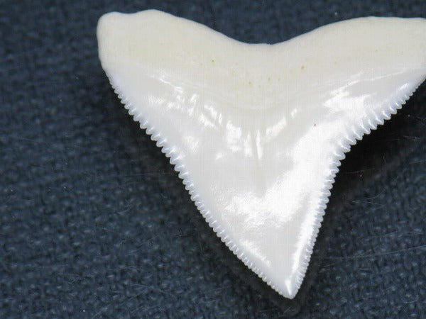 PB015-16サメの歯（オオメジロザメ Ｌ）28mm (5622938206360)