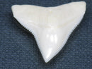 TOKO-BEADS PB015-16 Shark Tooth(Bull Shark L) 28mm PB015-16 サメの歯（オオメジロザメ Ｌ） 28mm Asian bead & African bead  Handmade,Lampeork,bead,asia,india,ethnic,parts,accessory,beads とんぼ玉,ビーズ,トンボ玉,アジア,インド,エスニック,手作り,パーツ,アクセサリー