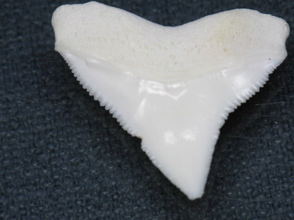 PB015-17サメの歯（オオメジロザメ Ｌ）27mm (5622938337432)